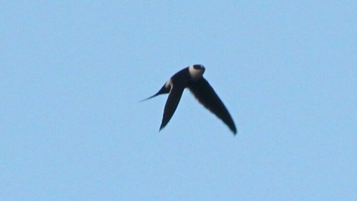 Great Swallow-tailed Swift - ML646646290