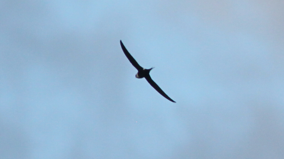 Great Swallow-tailed Swift - ML646646291