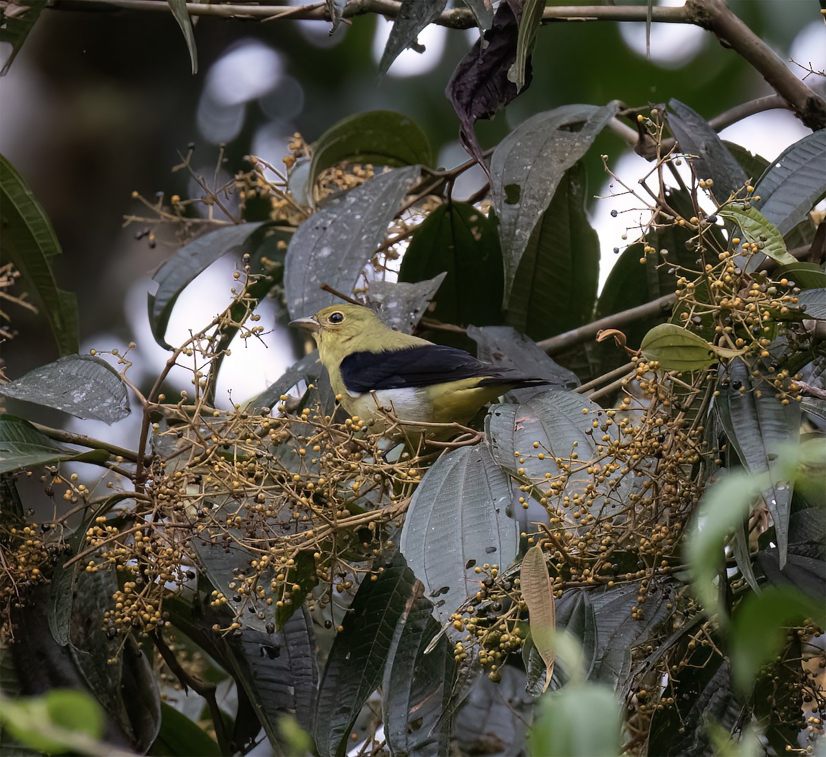 Scarlet Tanager - ML646646292