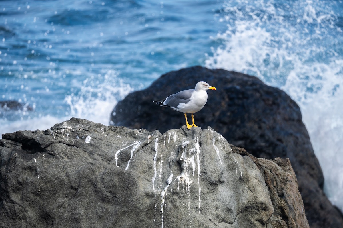 キアシセグロカモメ - ML646646293