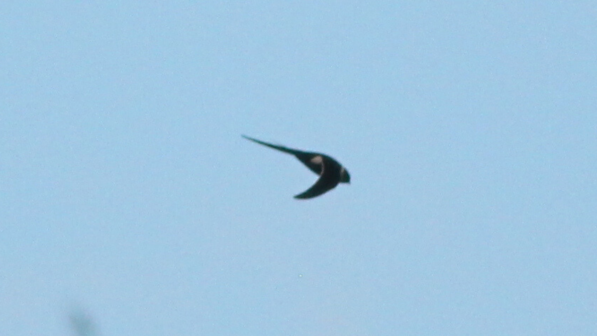 Great Swallow-tailed Swift - ML646646294
