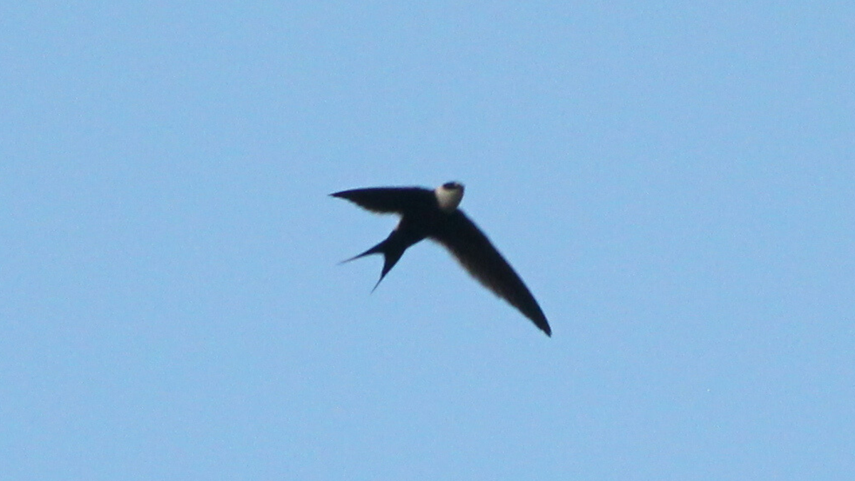 Great Swallow-tailed Swift - ML646646295