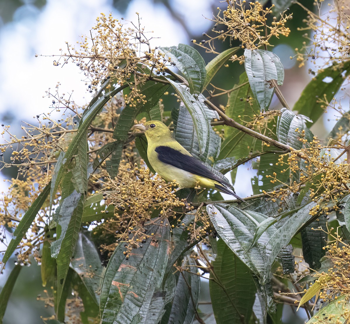 Scarlet Tanager - ML646646296