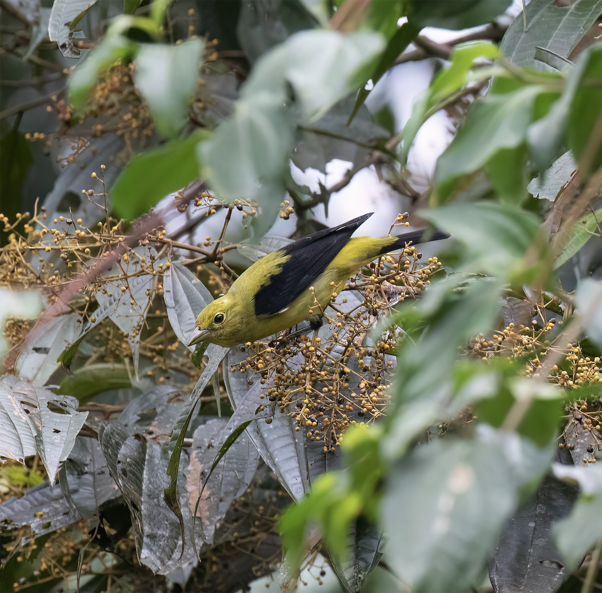 Scarlet Tanager - ML646646298