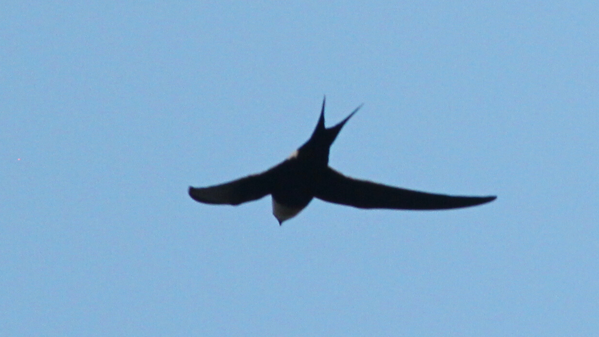 Great Swallow-tailed Swift - ML646646300