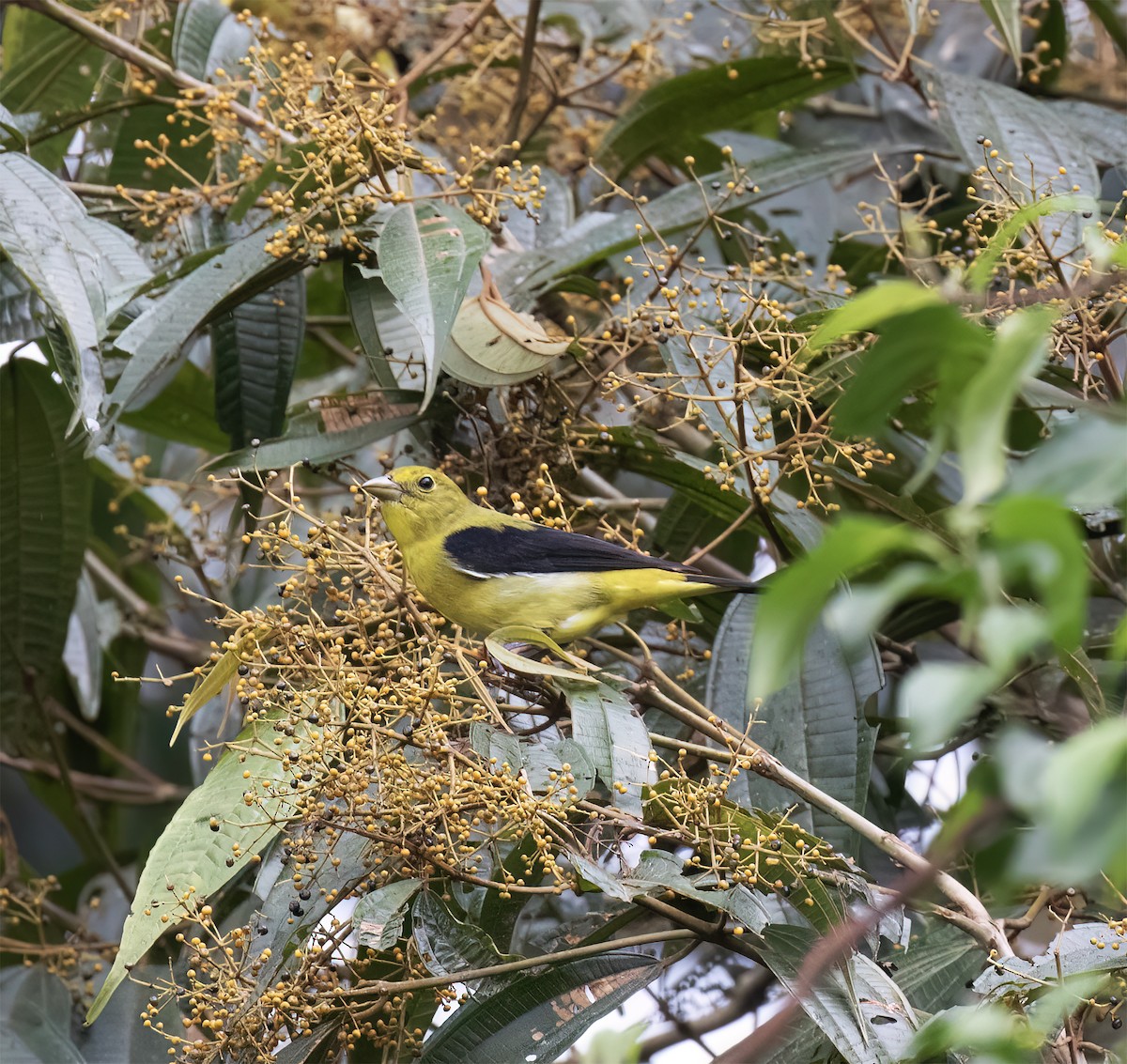 Scarlet Tanager - ML646646304