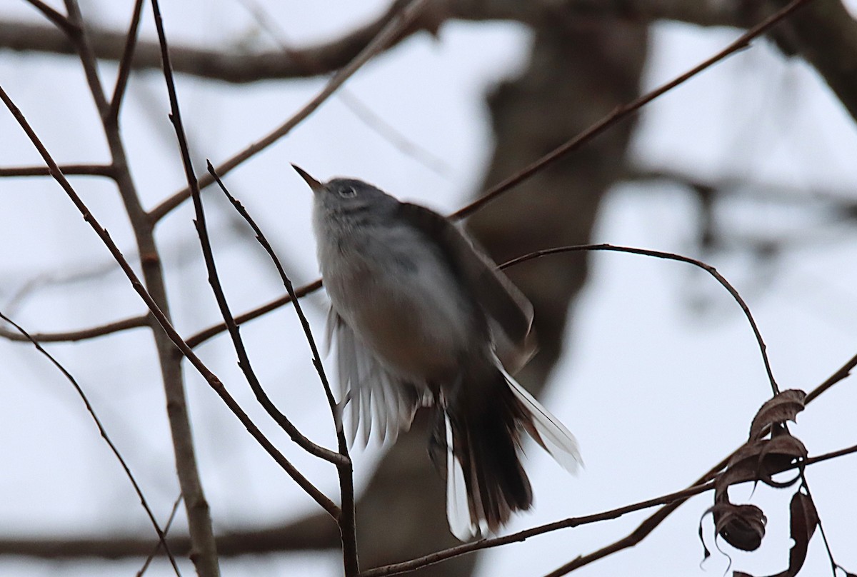 Blue-gray Gnatcatcher - ML646646308