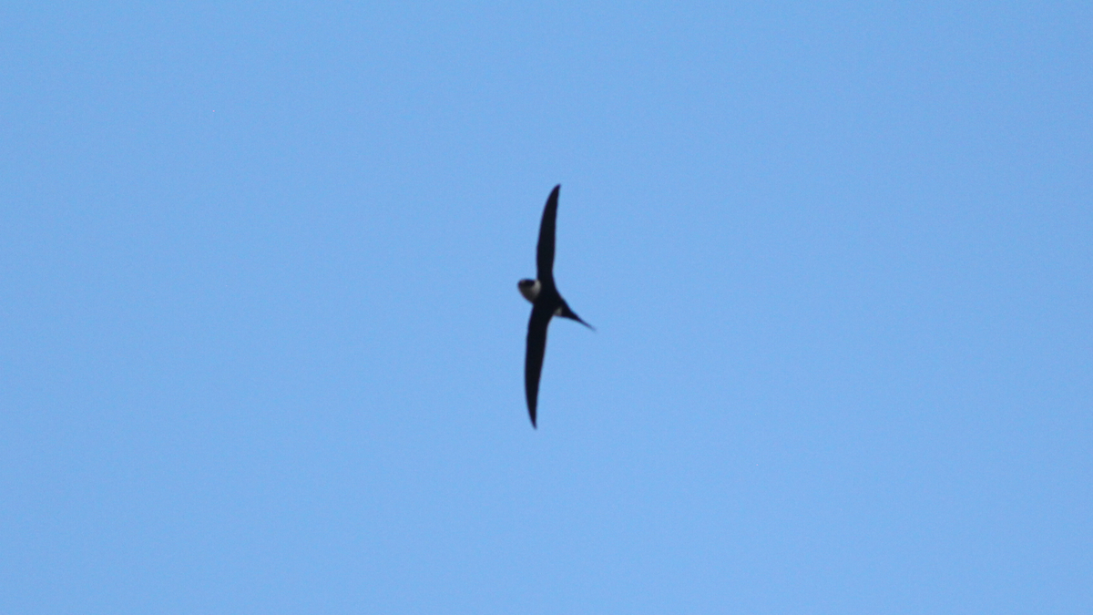 Great Swallow-tailed Swift - ML646646309