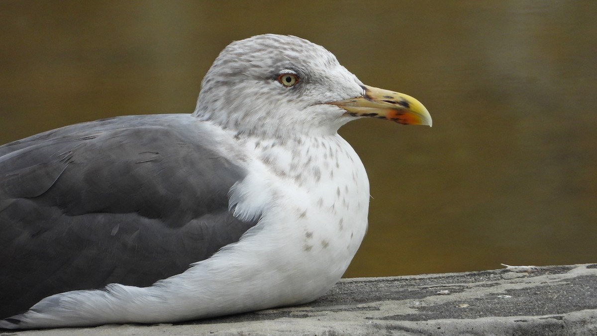 小黑背鷗 - ML646646310