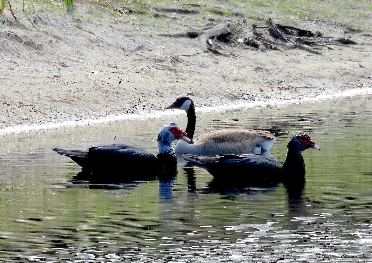 Canada Goose - ML646646311