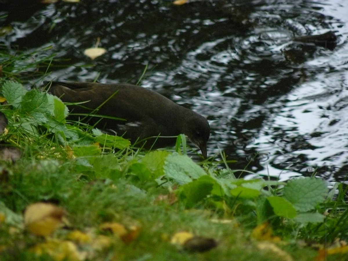 Eurasian Moorhen - ML646646313