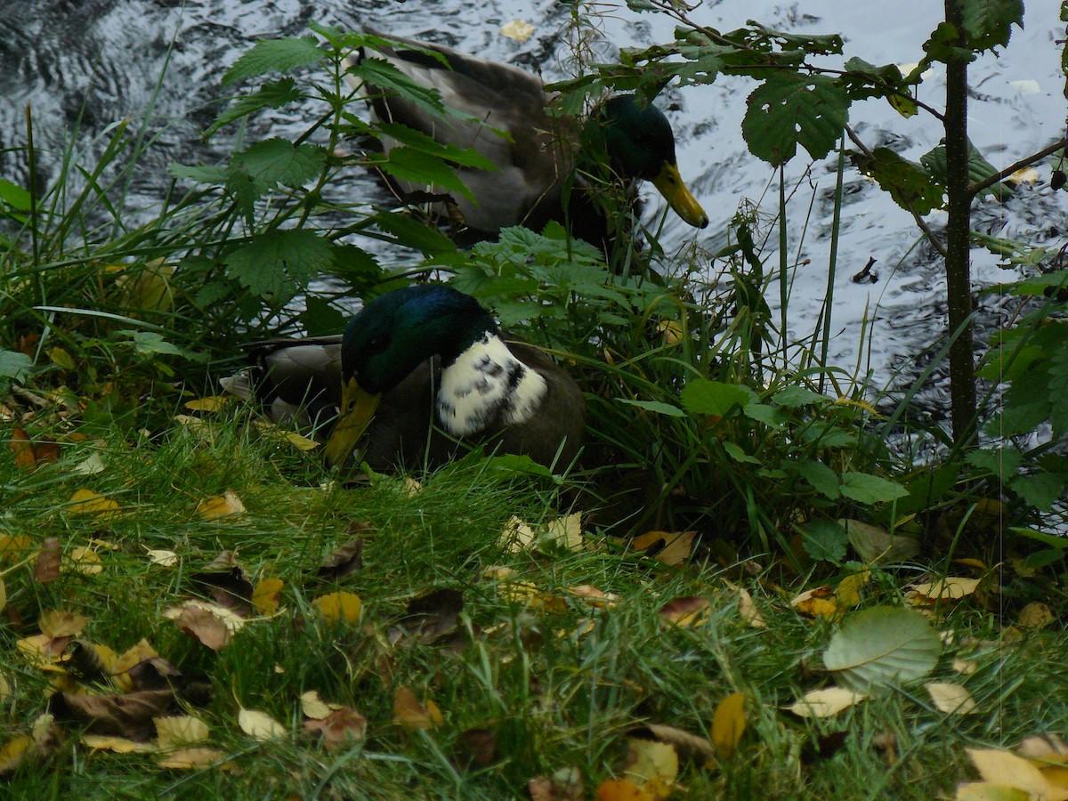 Mallard - ML646646314