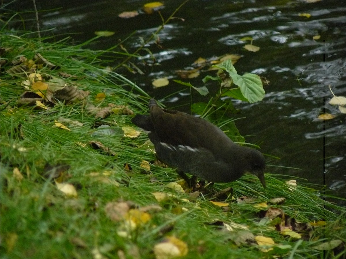 Eurasian Moorhen - ML646646315