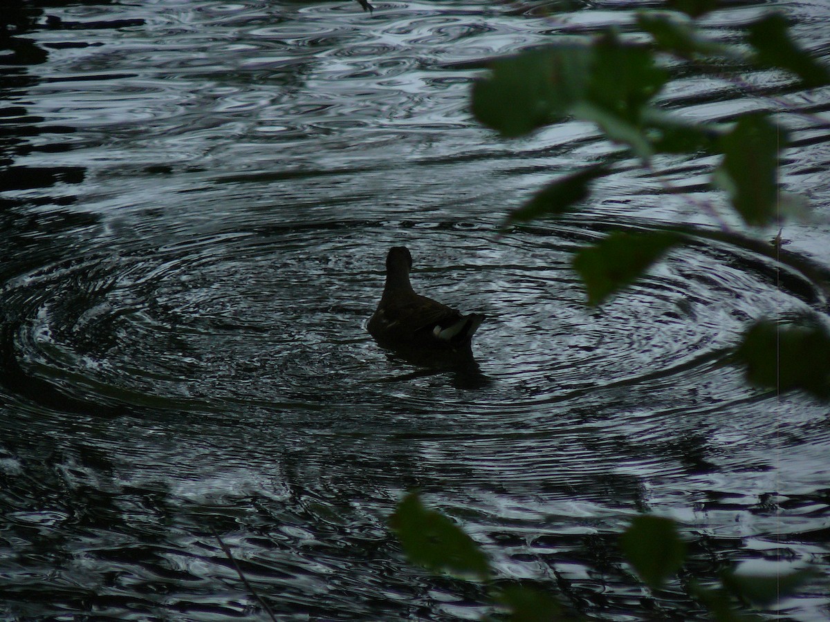 Eurasian Moorhen - ML646646316