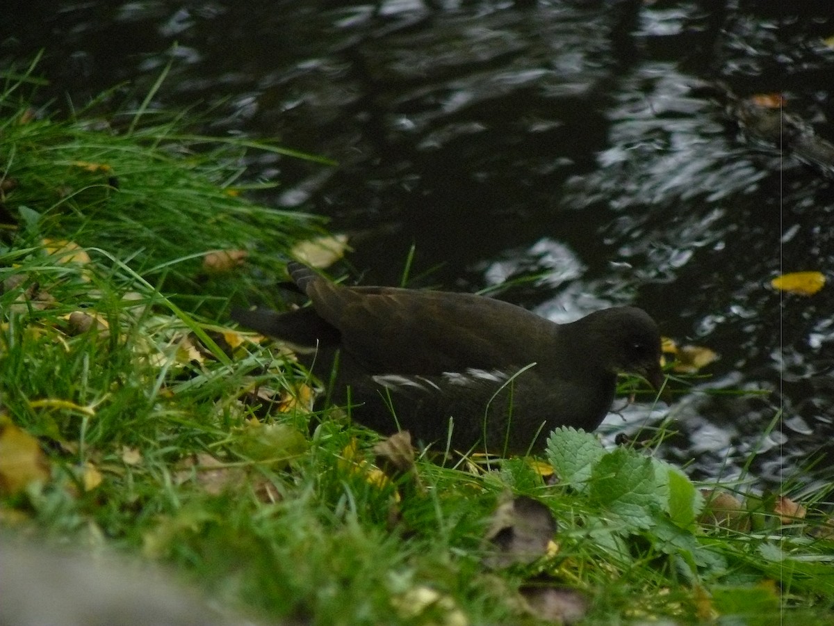 Eurasian Moorhen - ML646646317