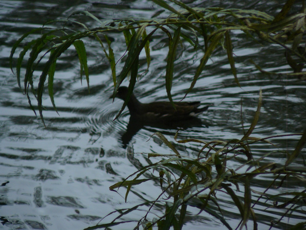 Eurasian Moorhen - ML646646319
