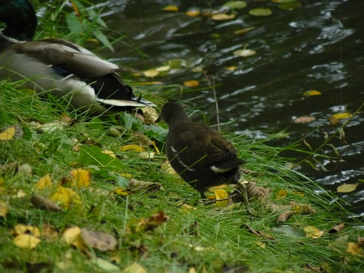 Eurasian Moorhen - ML646646320