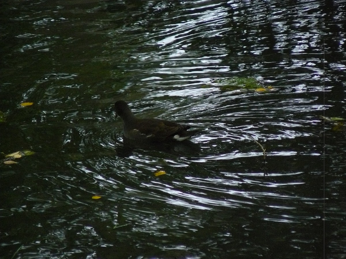 Eurasian Moorhen - ML646646322