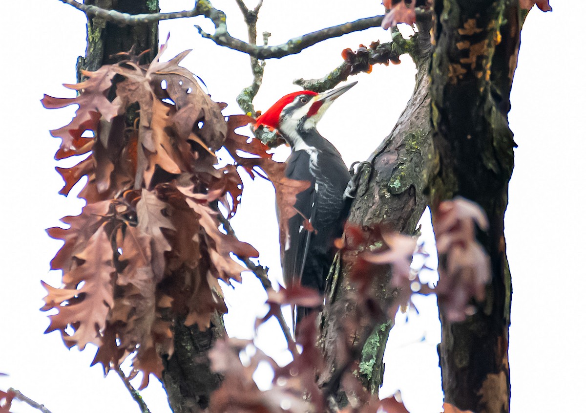 Pileated Woodpecker - ML646646325