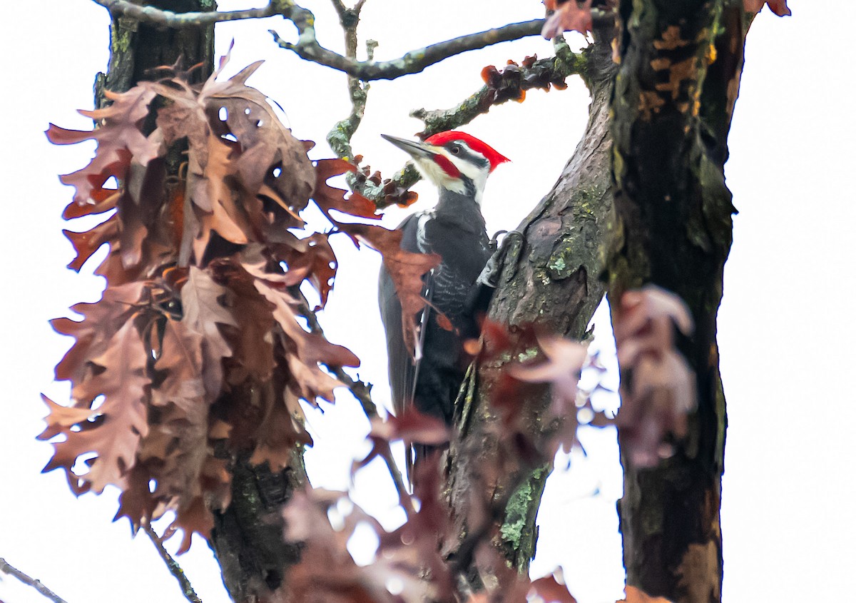 Pileated Woodpecker - ML646646326