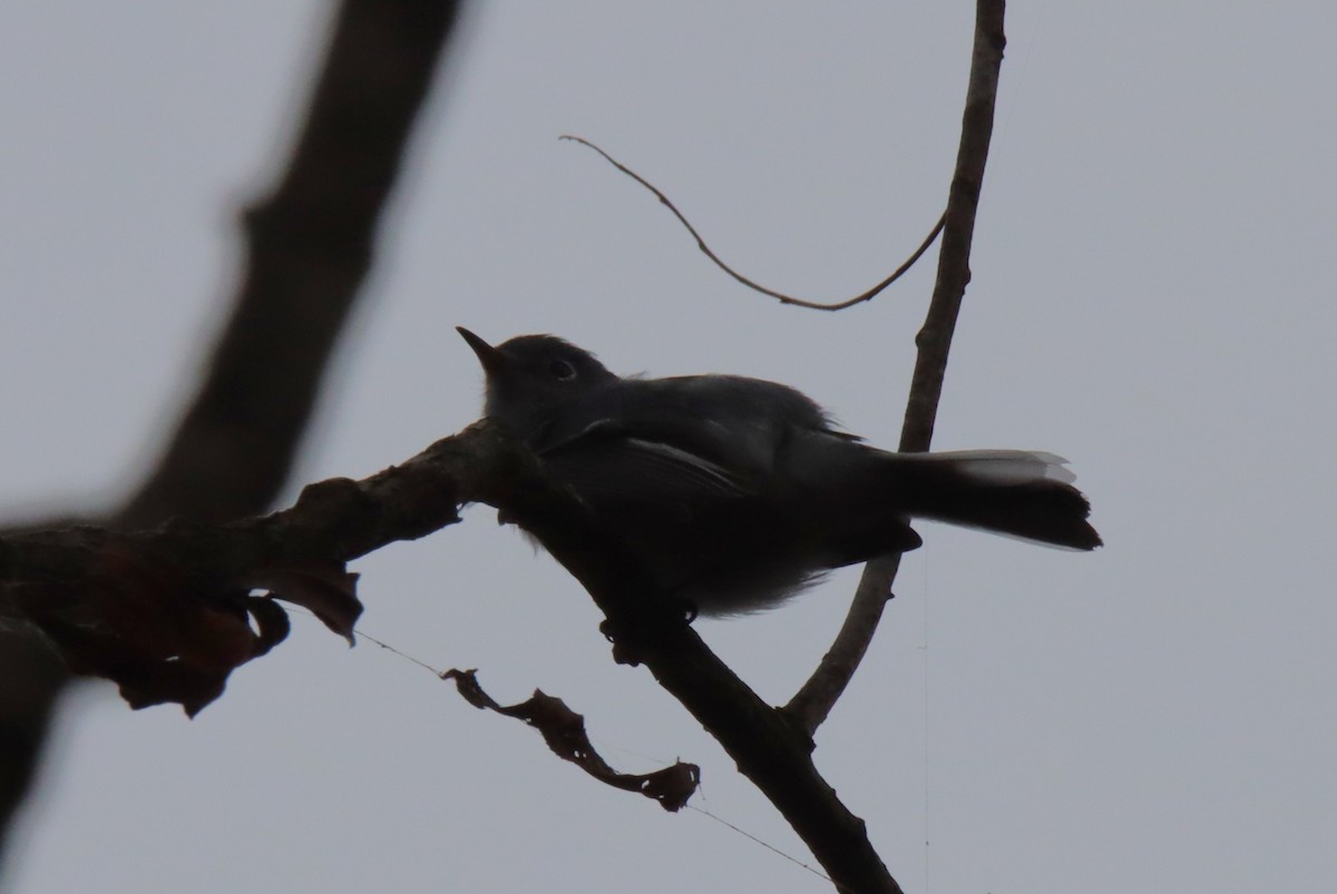 Blue-gray Gnatcatcher - ML646646328