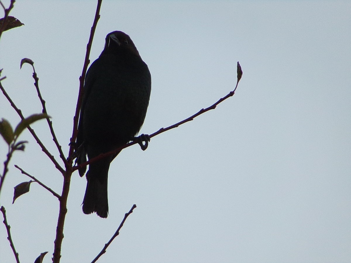 Braunkopf-Kuhstärling - ML646646330