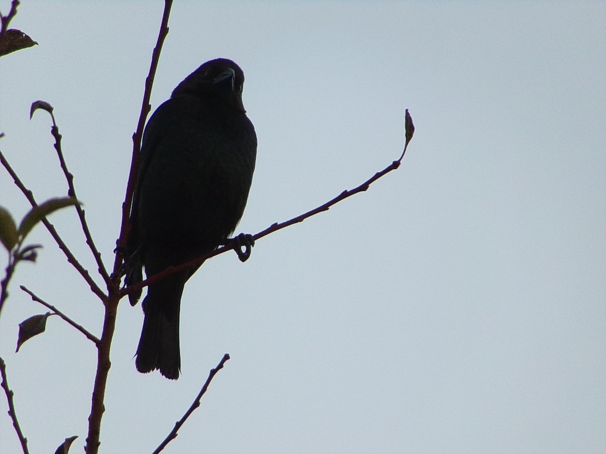 Braunkopf-Kuhstärling - ML646646331