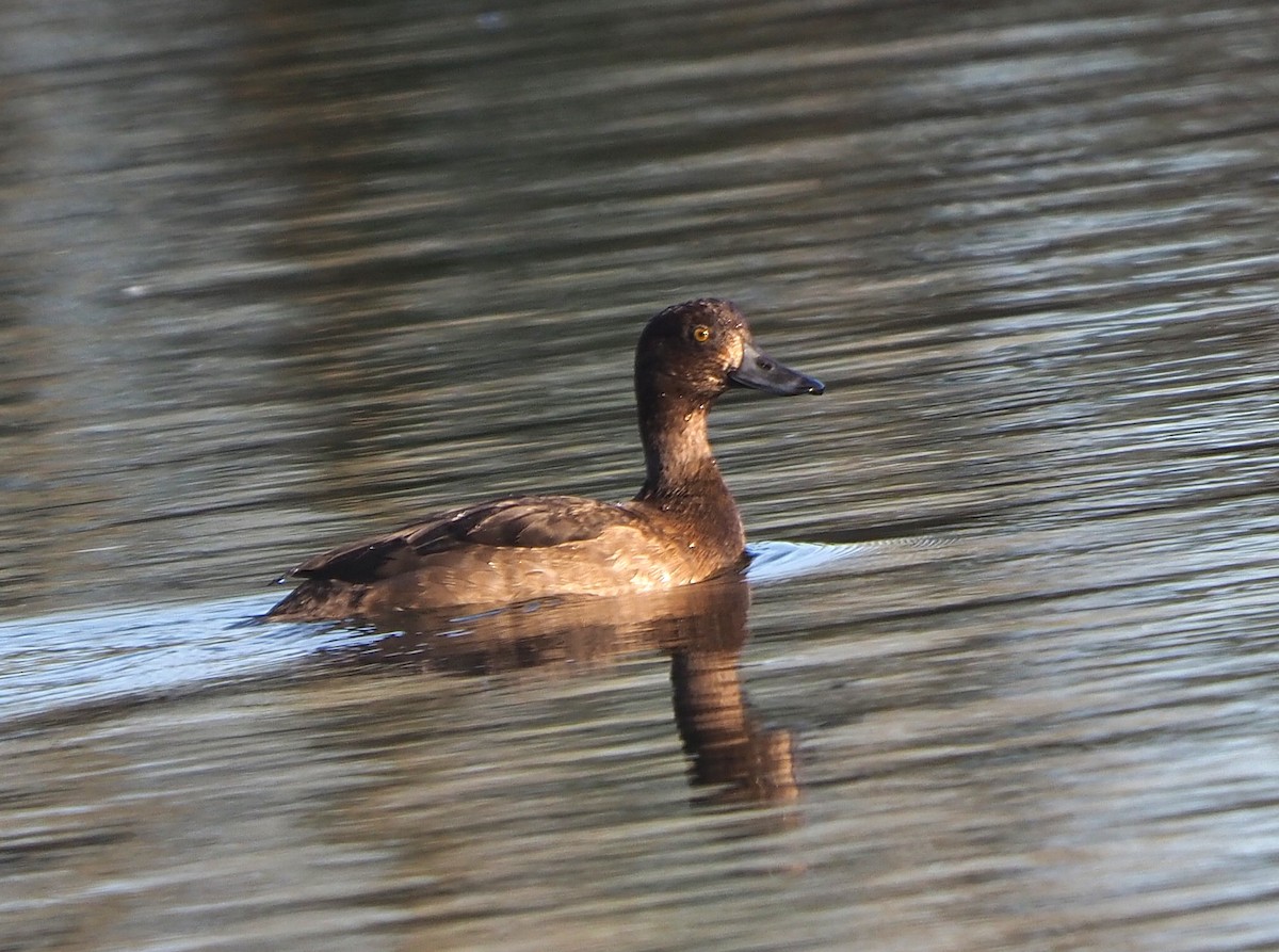 Moretta - ML646646336