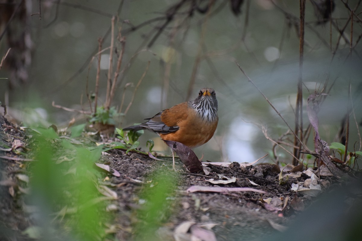 drozd rezavohřbetý (ssp. rufopalliatus) - ML646646338