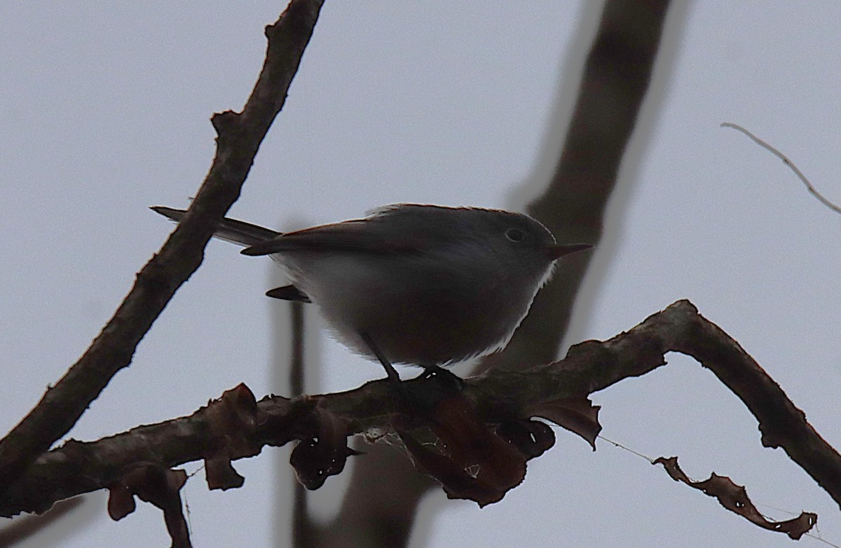Blue-gray Gnatcatcher - ML646646339