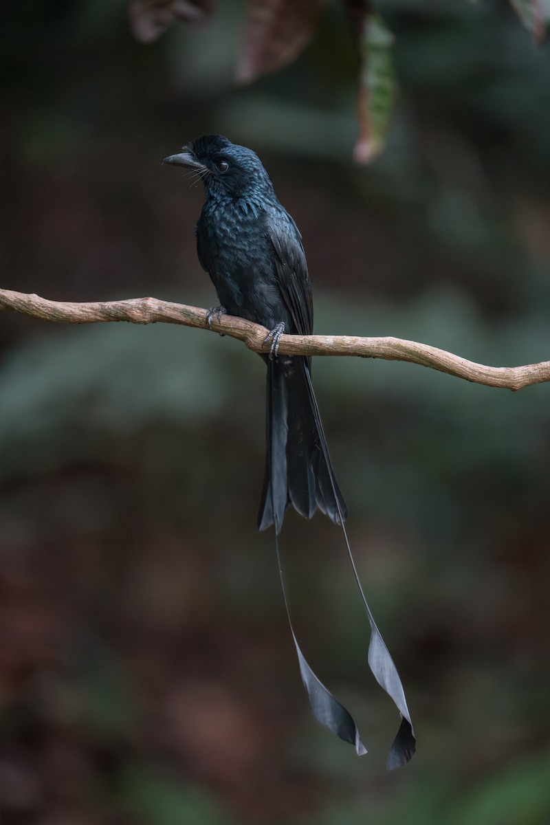 Greater Racket-tailed Drongo - ML646646347