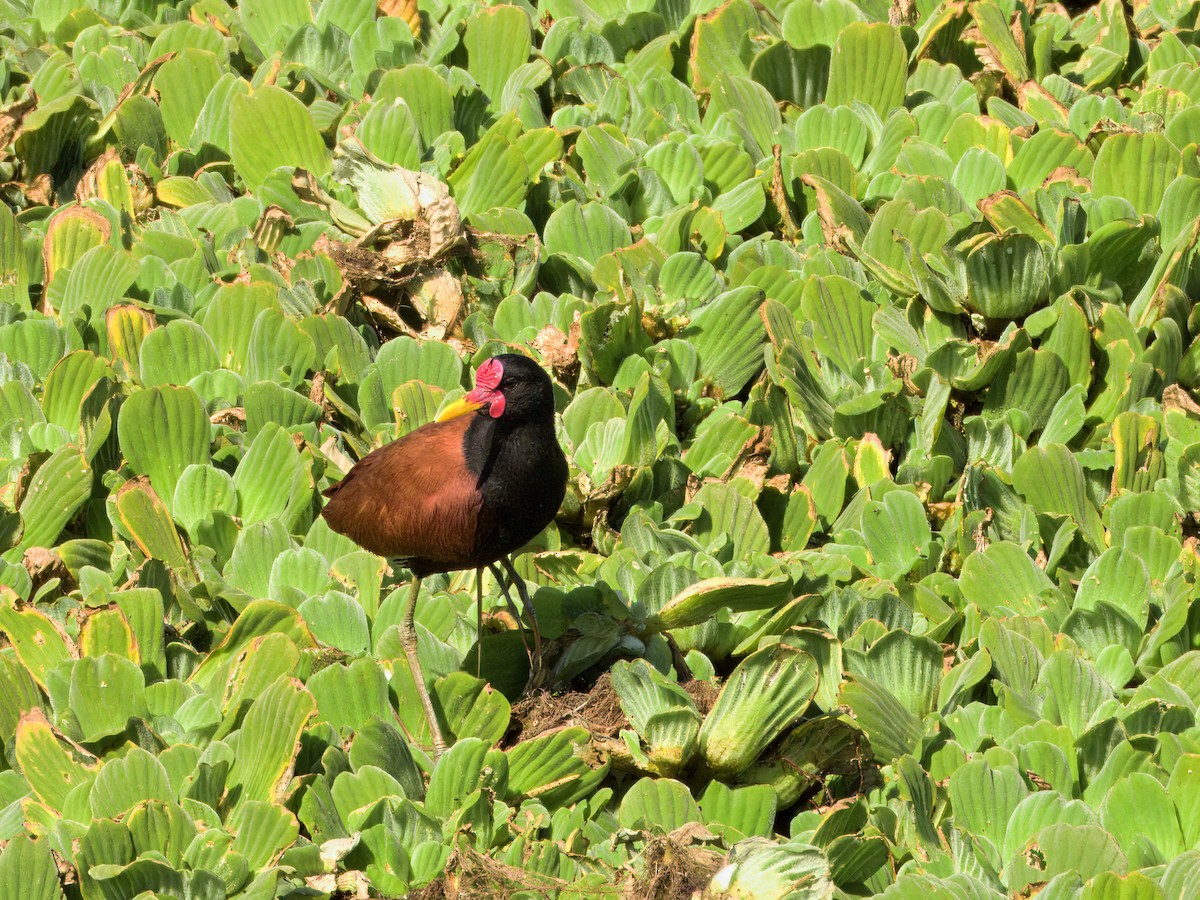 Wattled Jacana (Chestnut-backed) - ML646646349