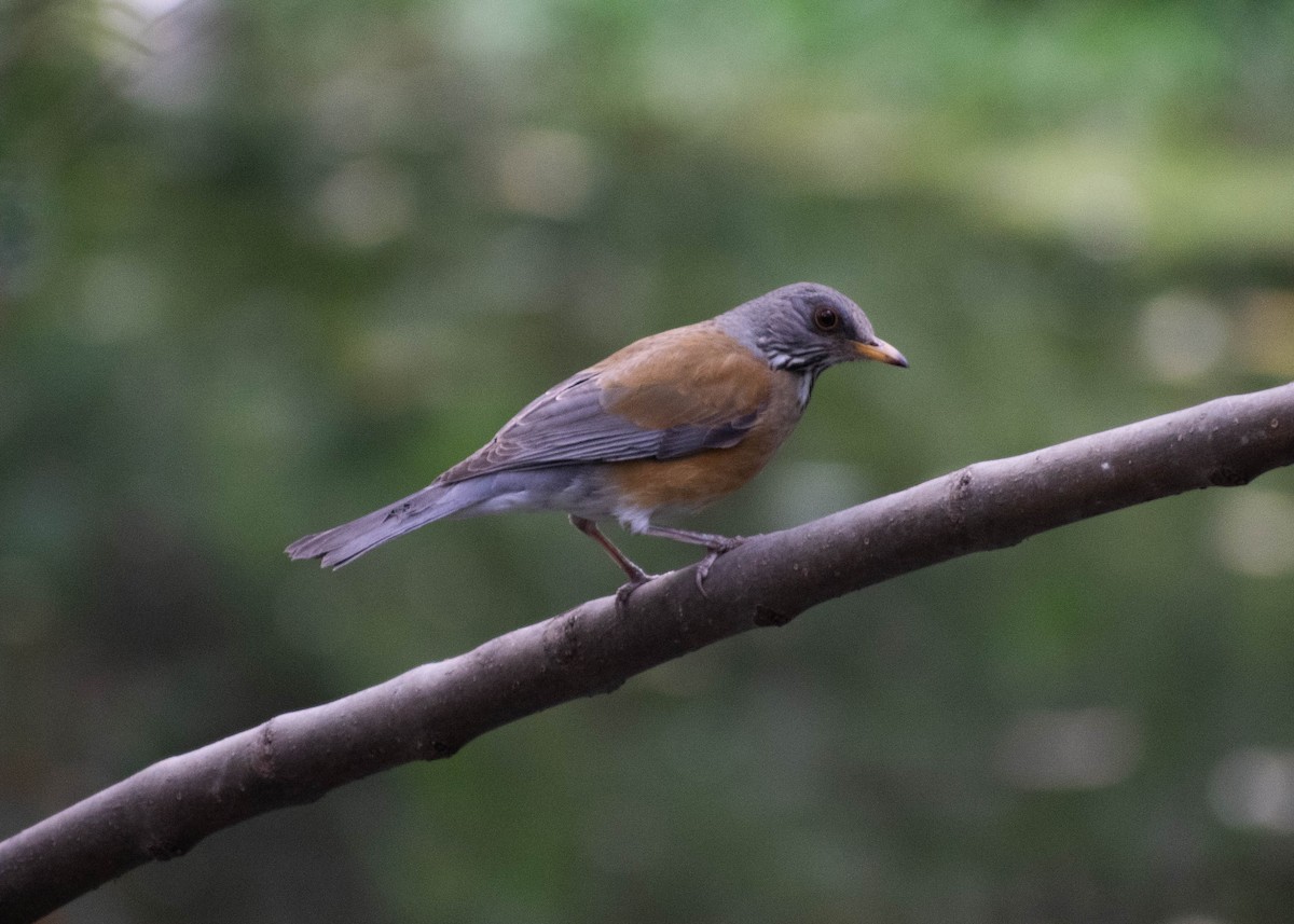 drozd rezavohřbetý (ssp. rufopalliatus) - ML646646350