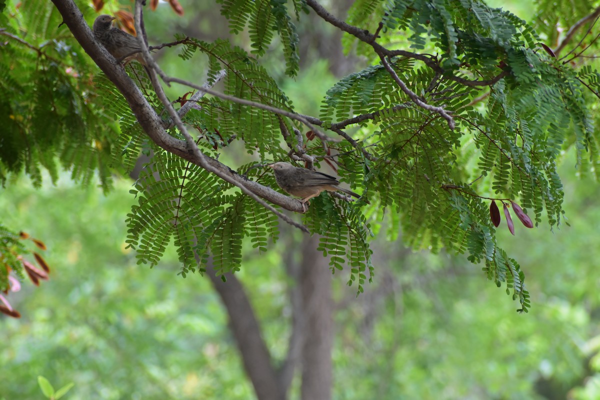 Cratérope affin - ML646646352