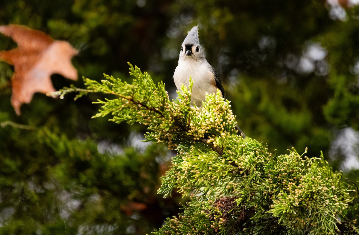 Tufted Titmouse - ML646646357