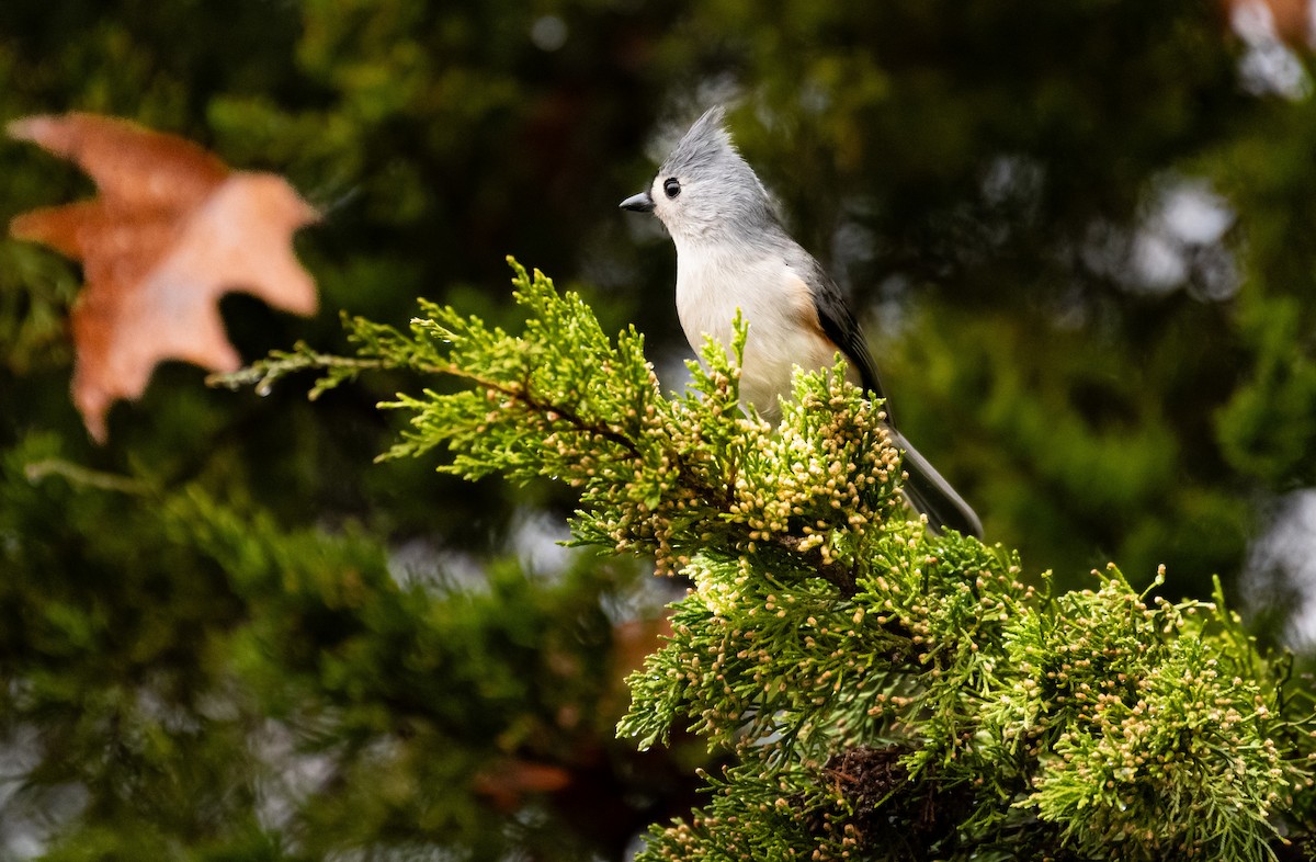 Tufted Titmouse - ML646646358