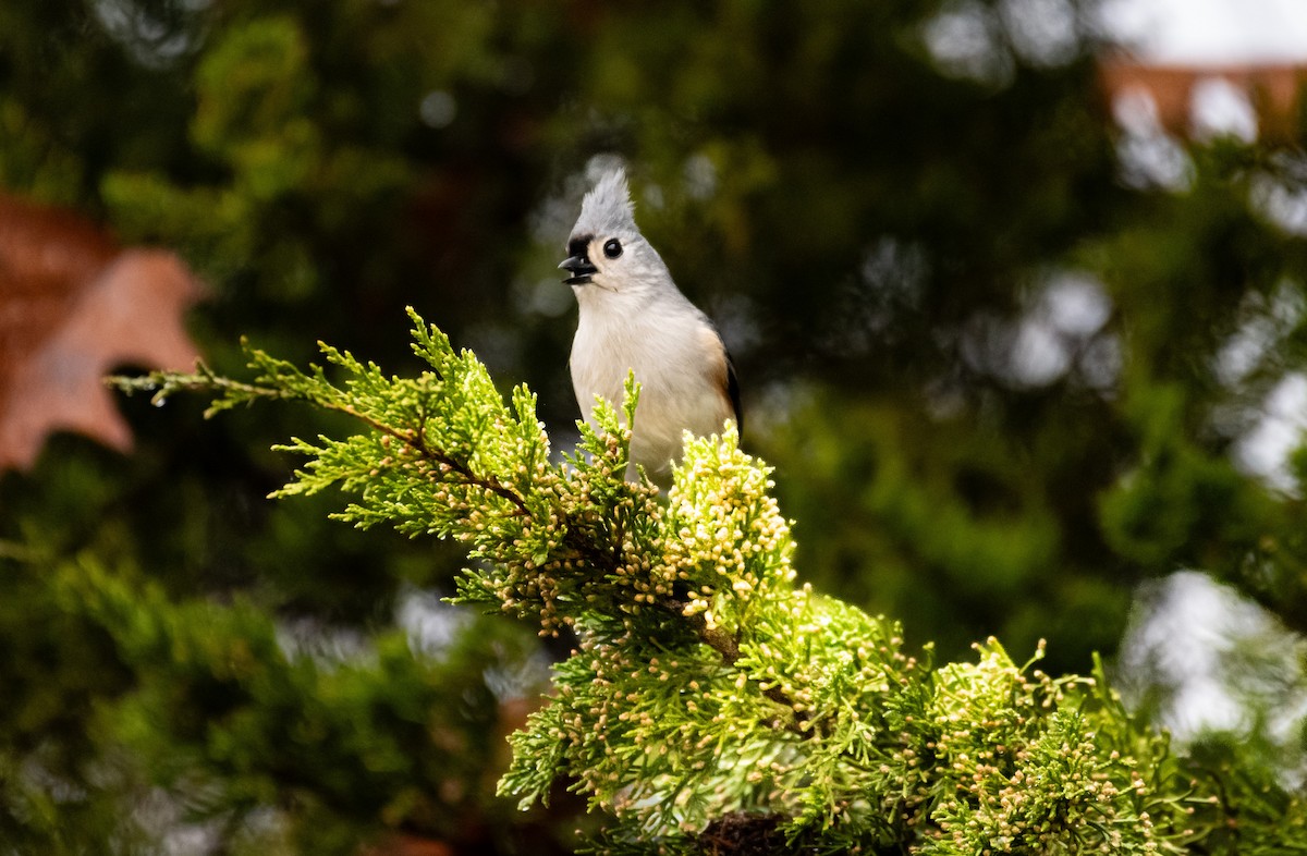 Tufted Titmouse - ML646646359