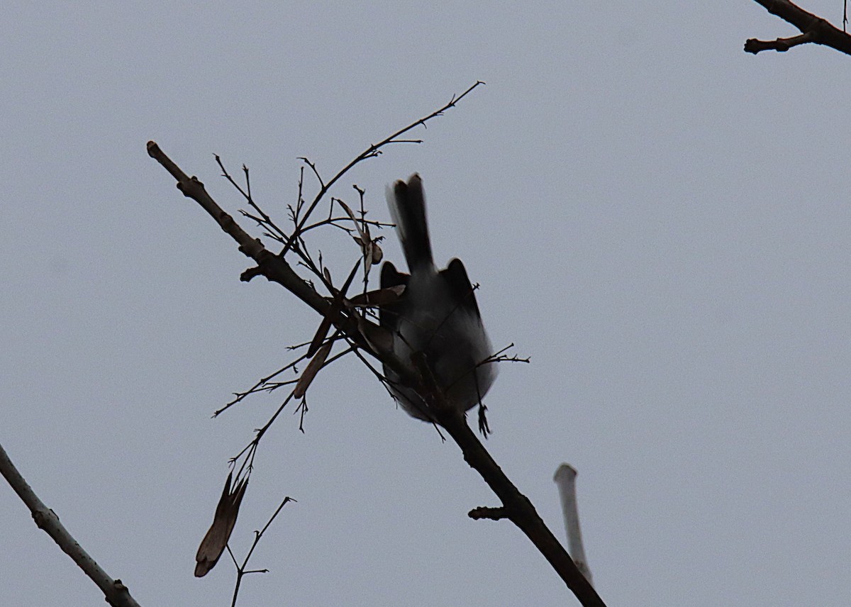 Blue-gray Gnatcatcher - ML646646367