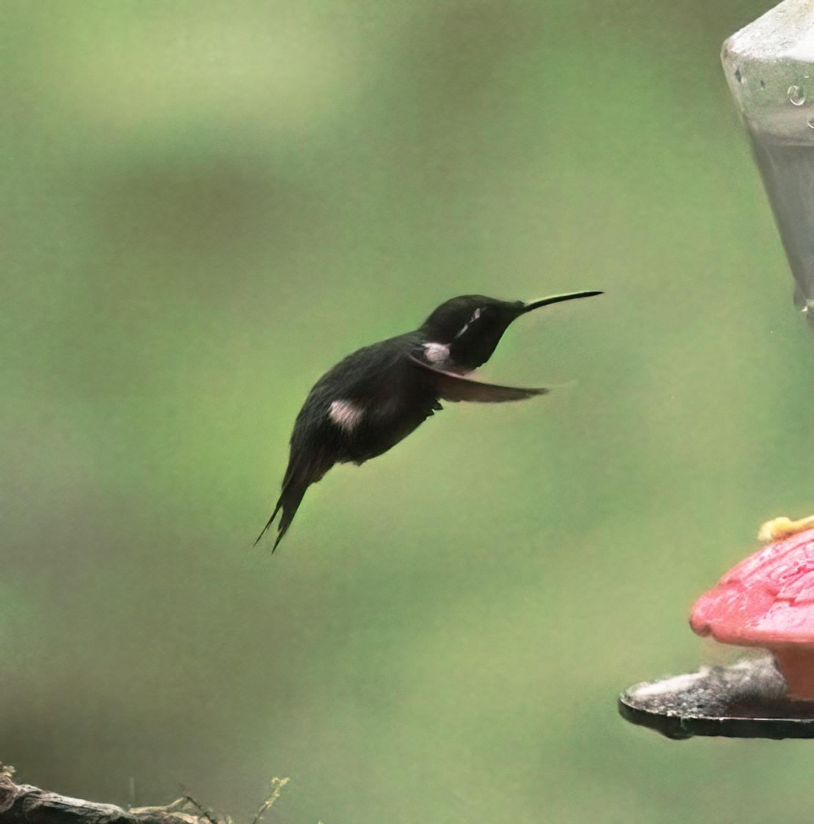 Gorgeted Woodstar - ML646646381