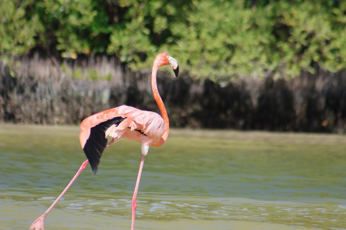 American Flamingo - ML646646383