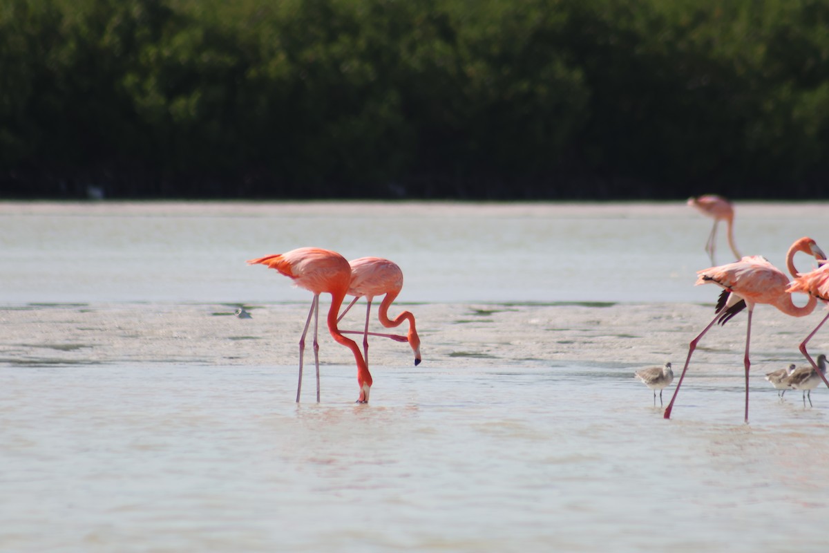American Flamingo - ML646646384