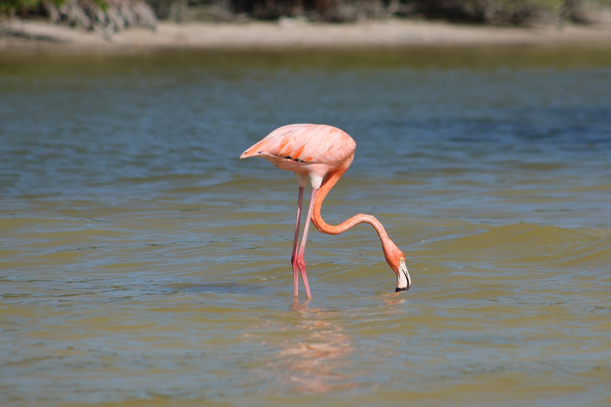 American Flamingo - ML646646385