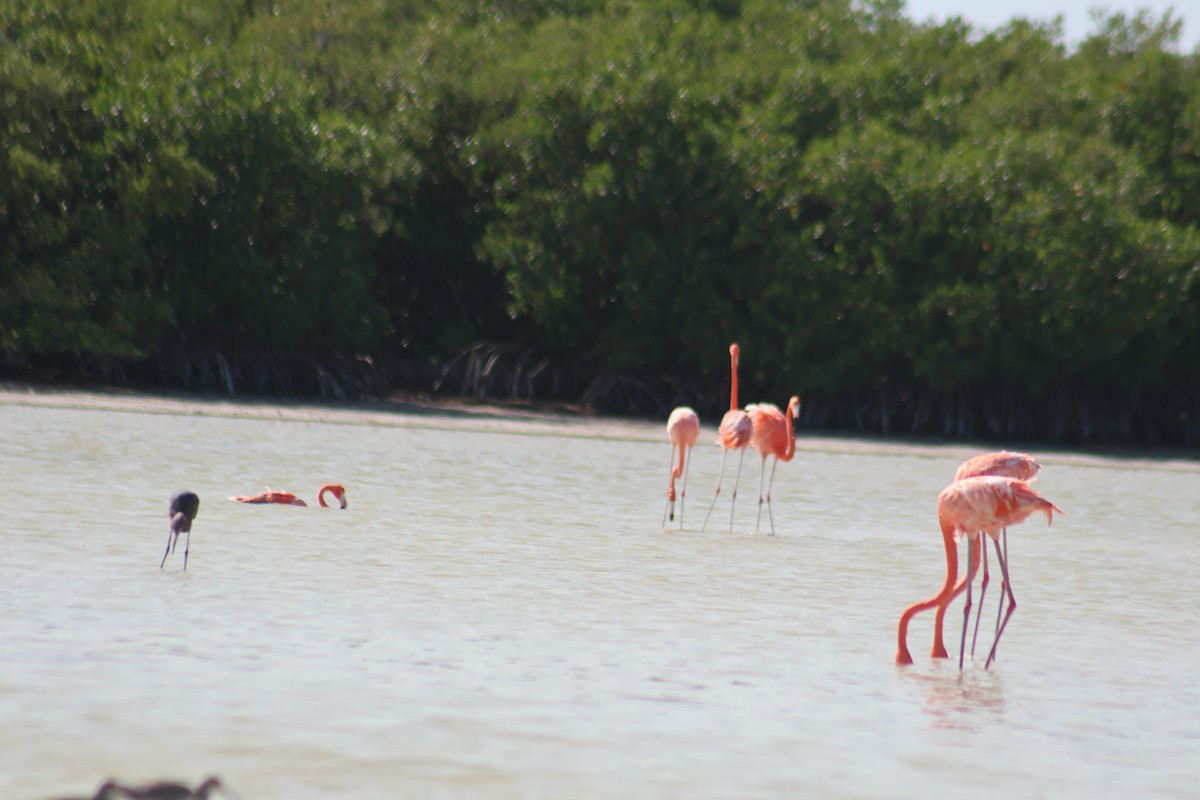 American Flamingo - ML646646386