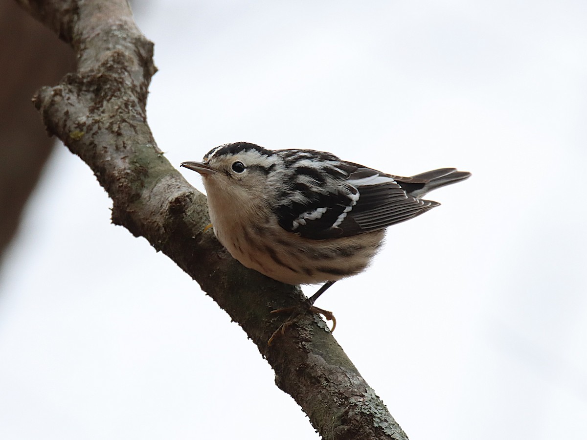 Black-and-white Warbler - ML646646391