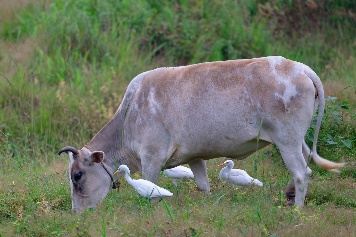Héron de Coromandel - ML646646392