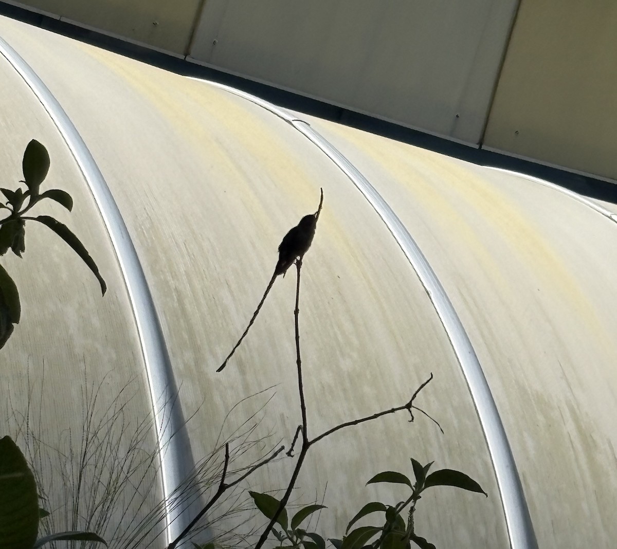 Uzun Kuyruklu Kolibri - ML646646393