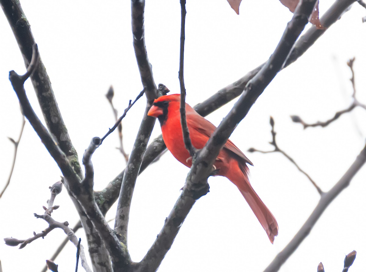 Northern Cardinal - ML646646394