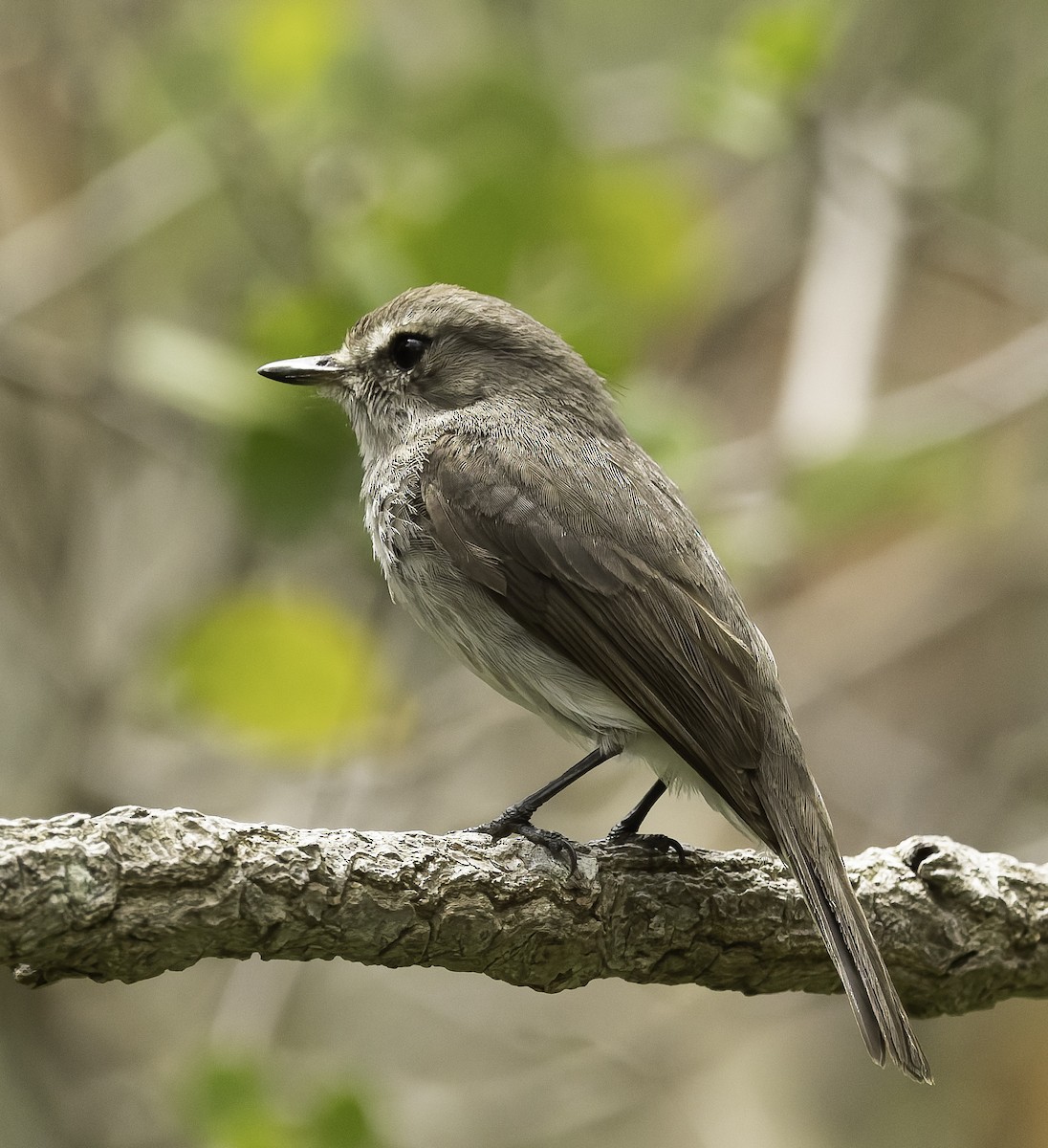 Papamoscas Sombrío - ML646646395