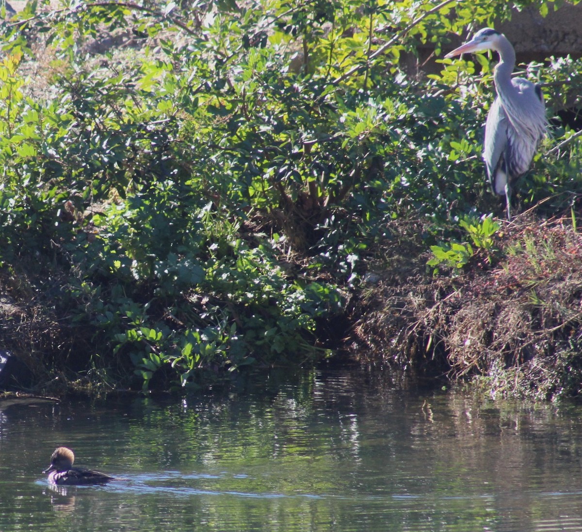 Zerra buruhandia - ML646646397