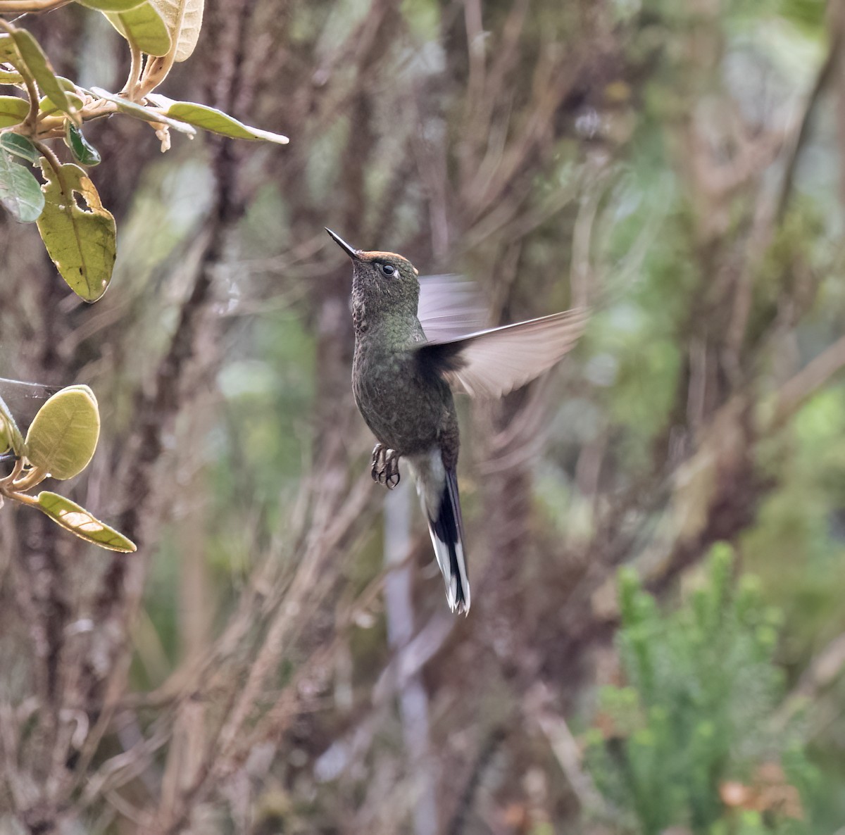 Rainbow-bearded Thornbill - ML646646398